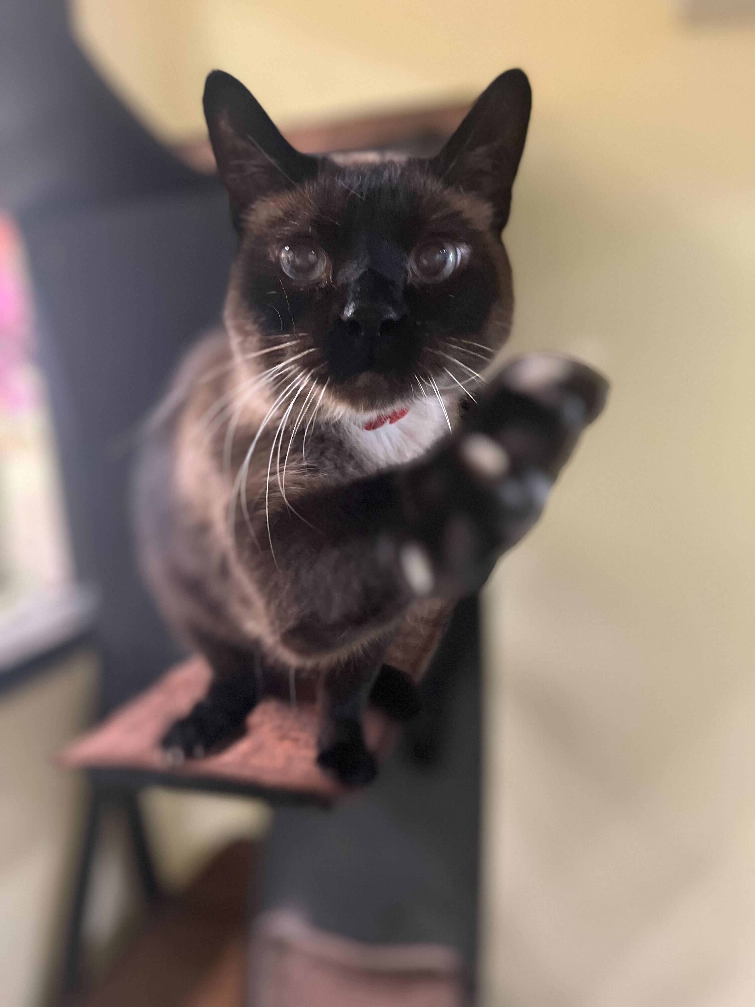 A cat pawing at the camera