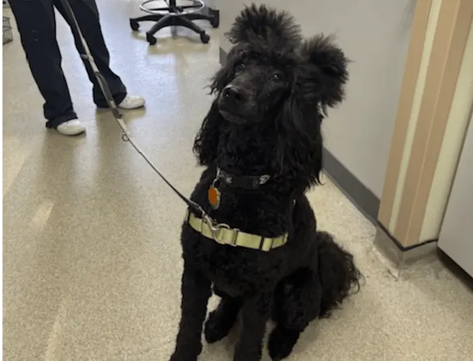 Black dog sitting Black dog sitting