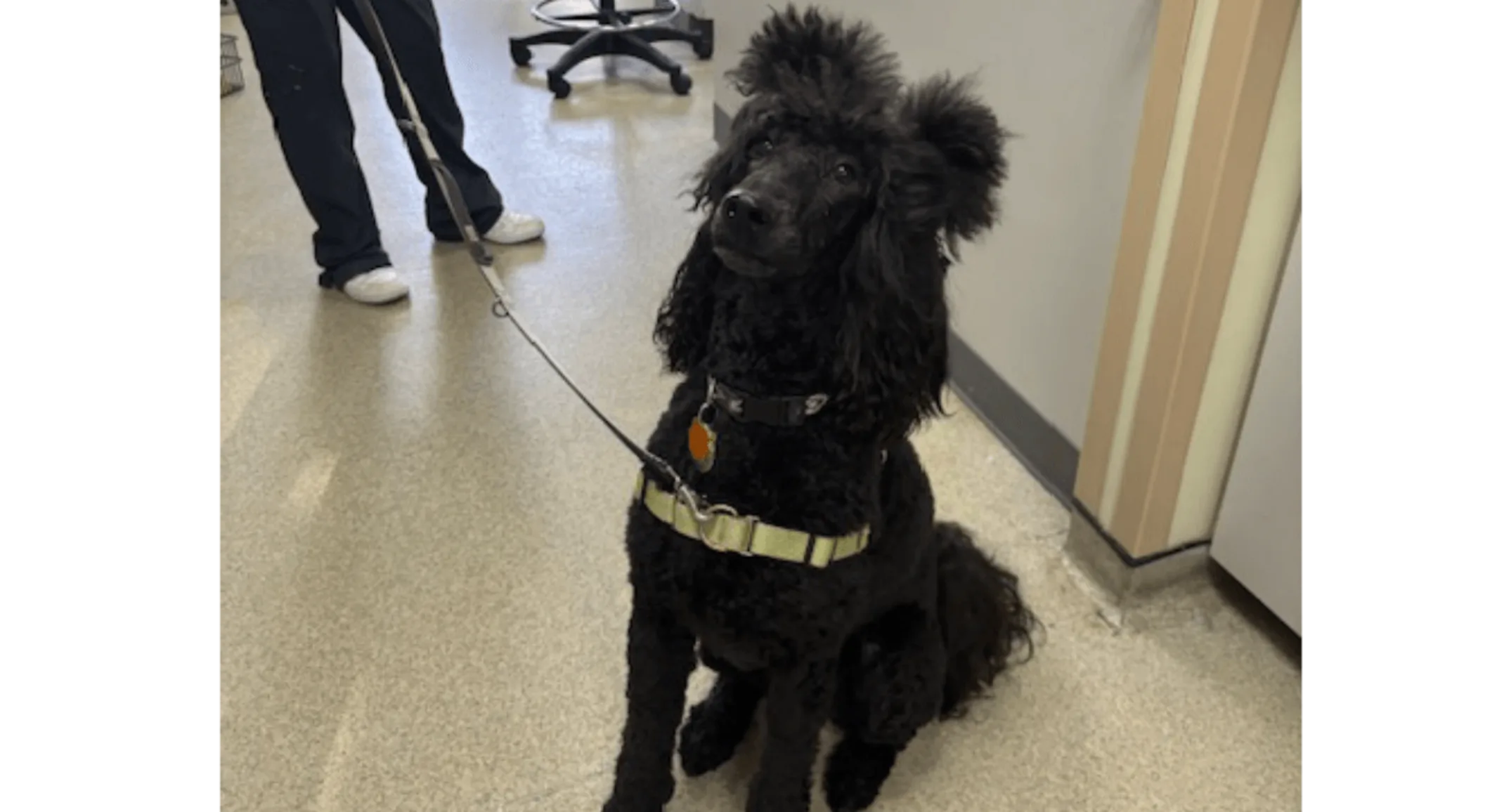 Black dog sitting Black dog sitting