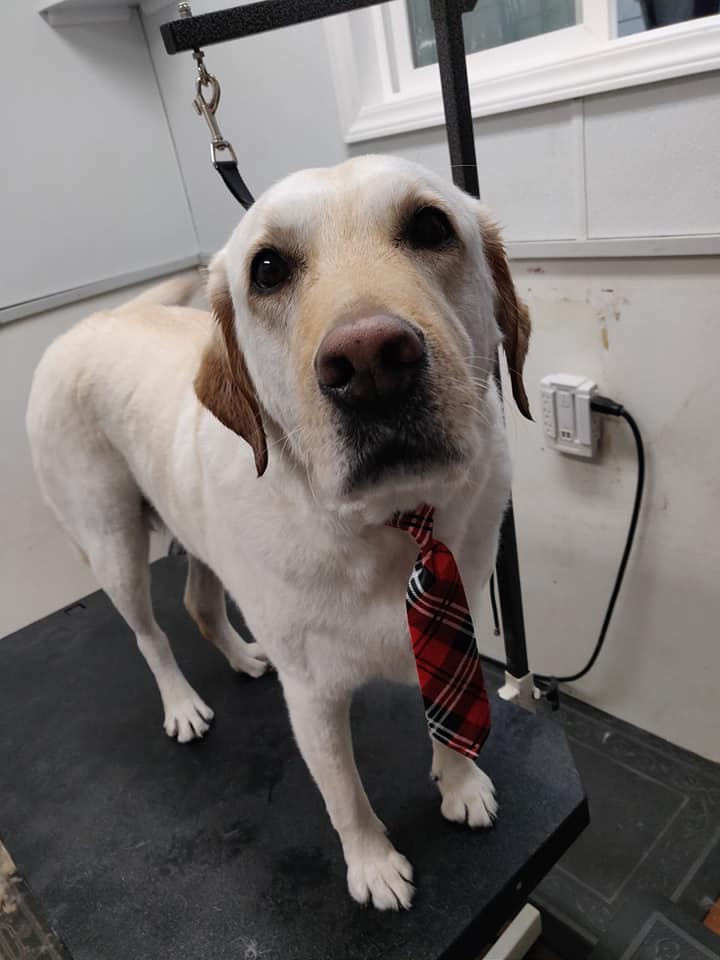 Dog wearing Tie