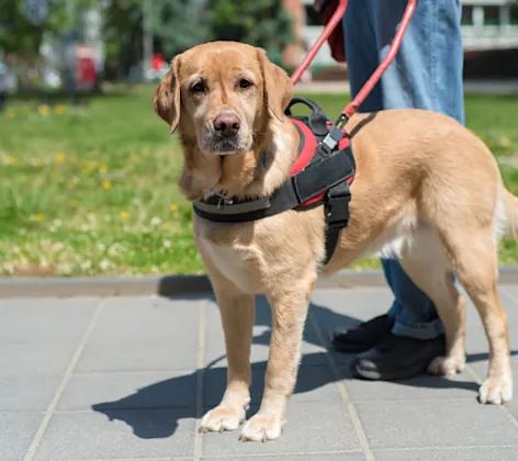 Guide Dog Looking at Camera Guide Dog Looking at Camera