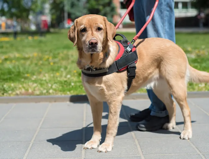 Guide Dog Looking at Camera Guide Dog Looking at Camera