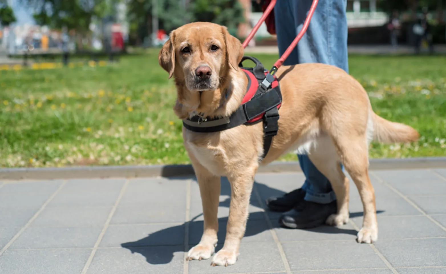 Guide Dog Looking at Camera