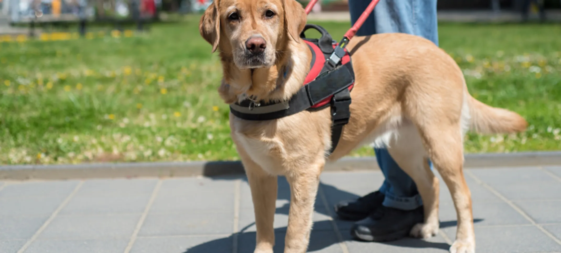 Guide Dog Looking at Camera Guide Dog Looking at Camera