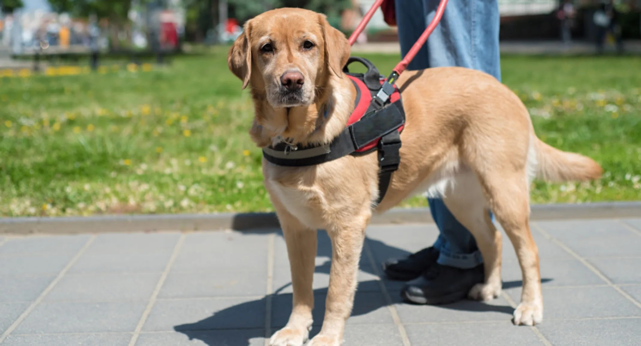 Guide Dog Looking at Camera Guide Dog Looking at Camera