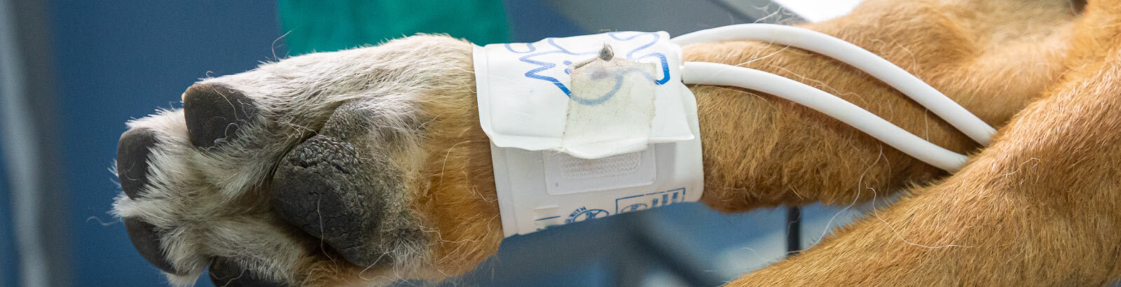 Dog's paw is dangling on the edge of a medical table which they have a catheter attached to their leg.