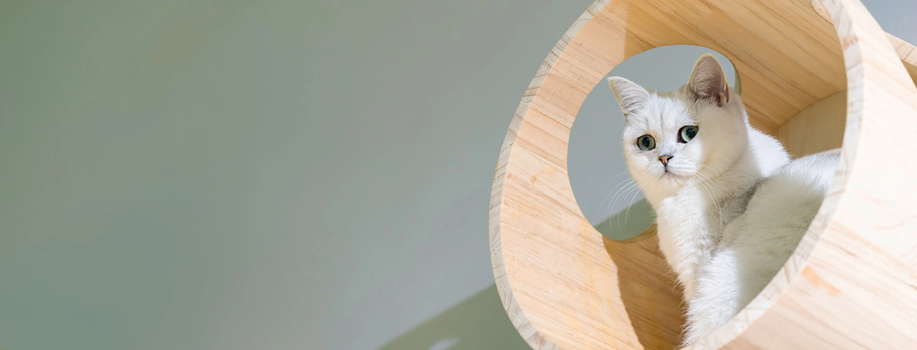 A cat perched in a circular cat tree A cat perched in a circular cat tree