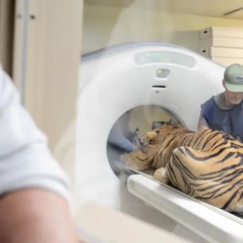 Staff at Animal Medical Center of Hattiesburg treating a tiger.