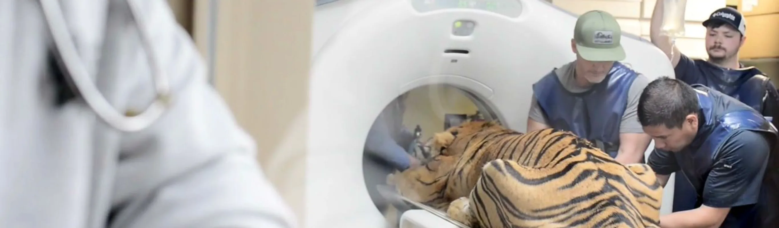 Staff at Animal Medical Center of Hattiesburg treating a tiger. Staff at Animal Medical Center of Hattiesburg treating a tiger.