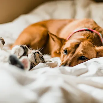 dog and cat in bed