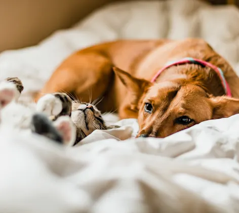 dog and cat in bed dog and cat in bed