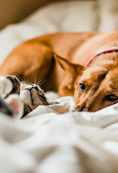 dog and cat in bed dog and cat in bed