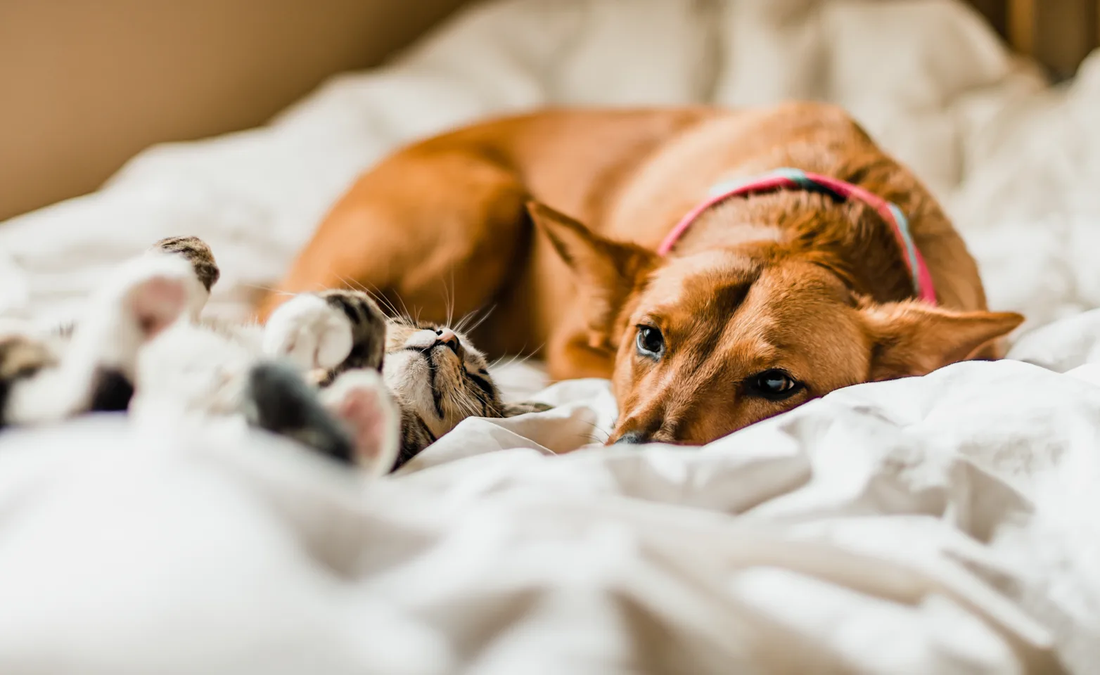 dog and cat in bed