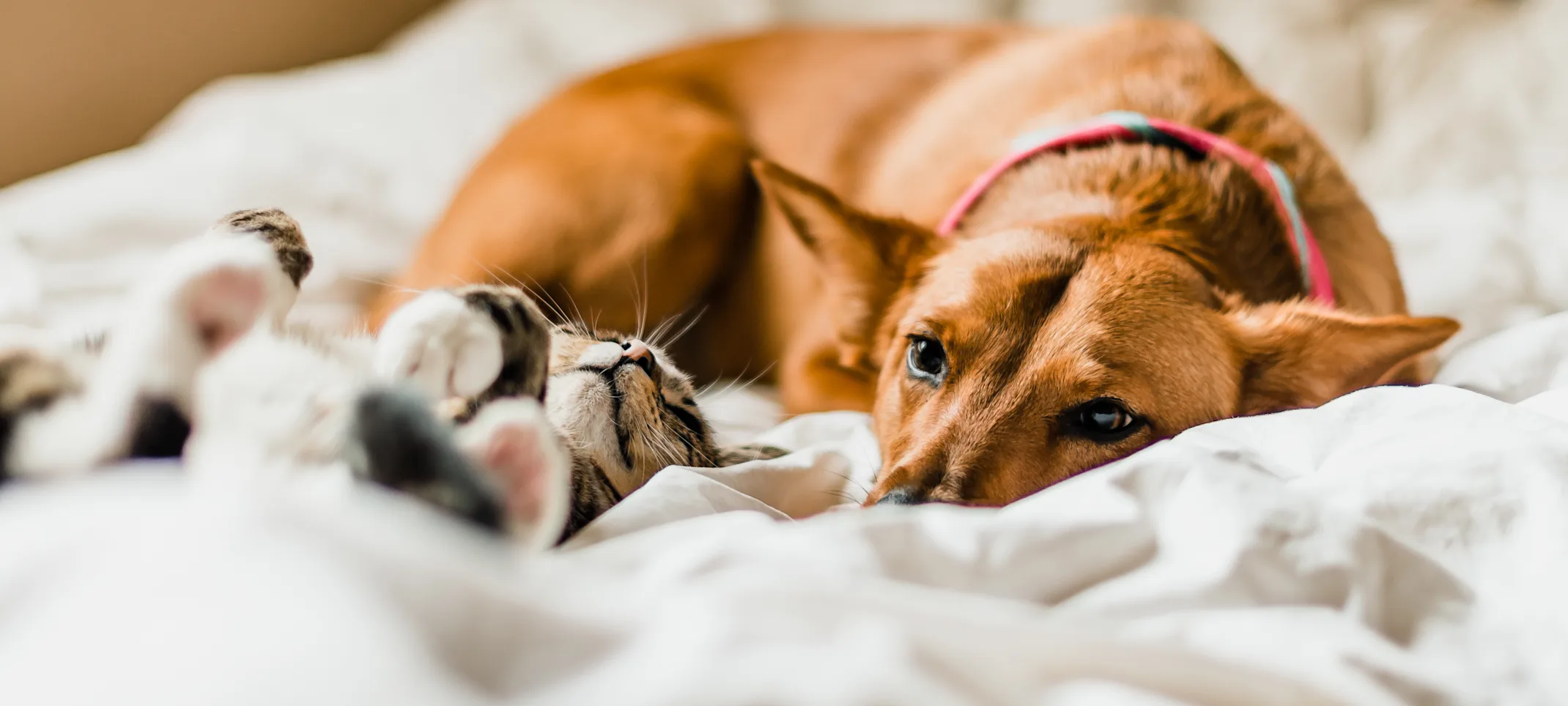 dog and cat in bed