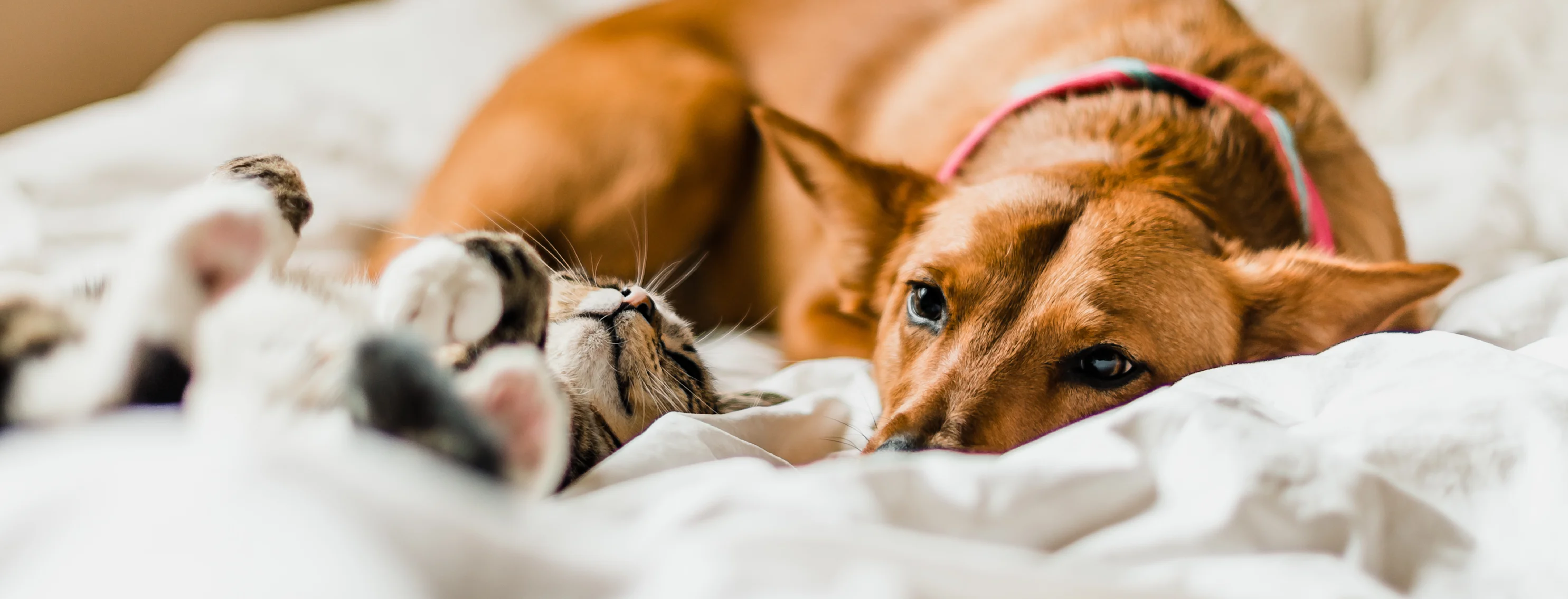 dog and cat in bed dog and cat in bed