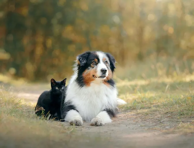 Dog and cat sitting in the outdoors Dog and cat sitting in the outdoors