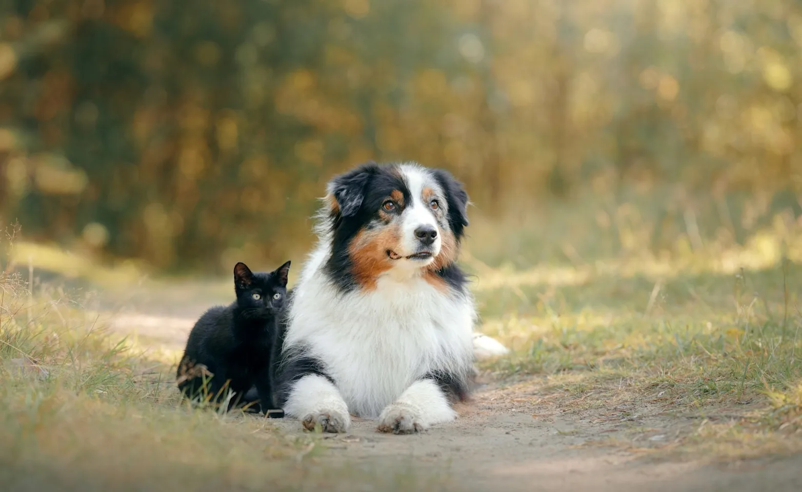 Dog and cat sitting in the outdoors Dog and cat sitting in the outdoors