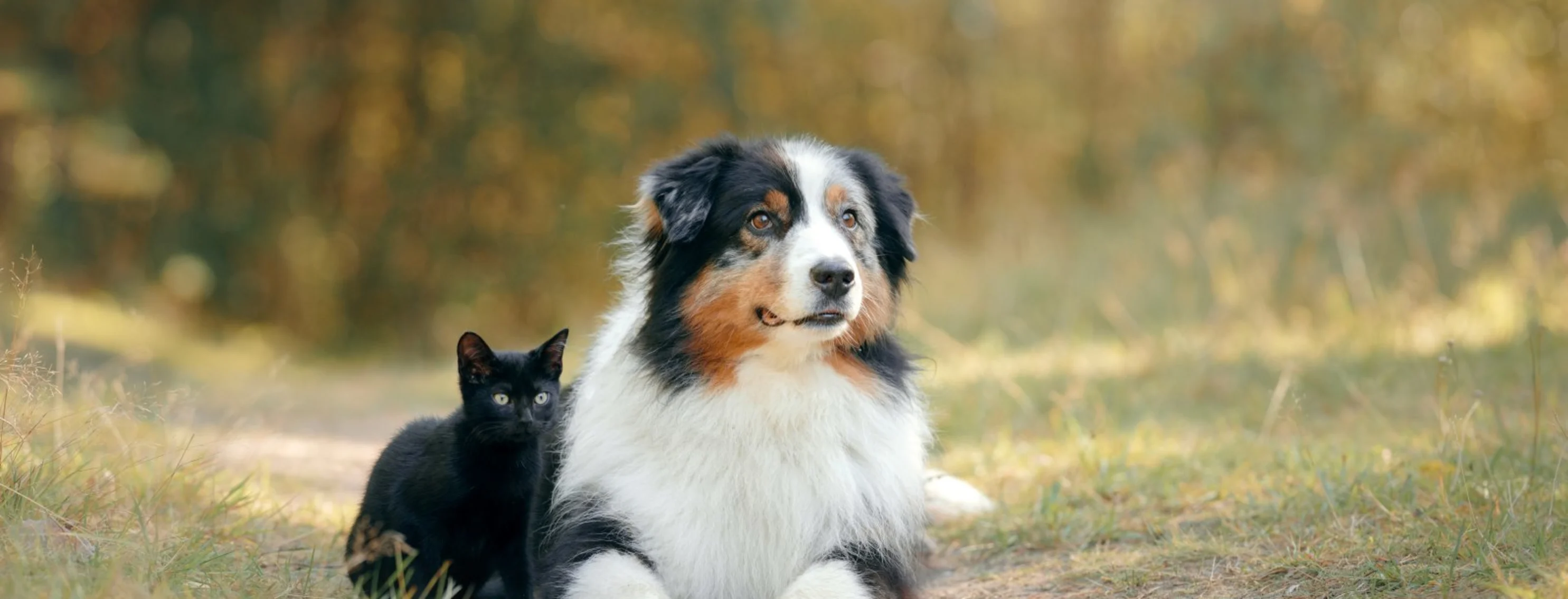 Dog and cat sitting in the outdoors Dog and cat sitting in the outdoors