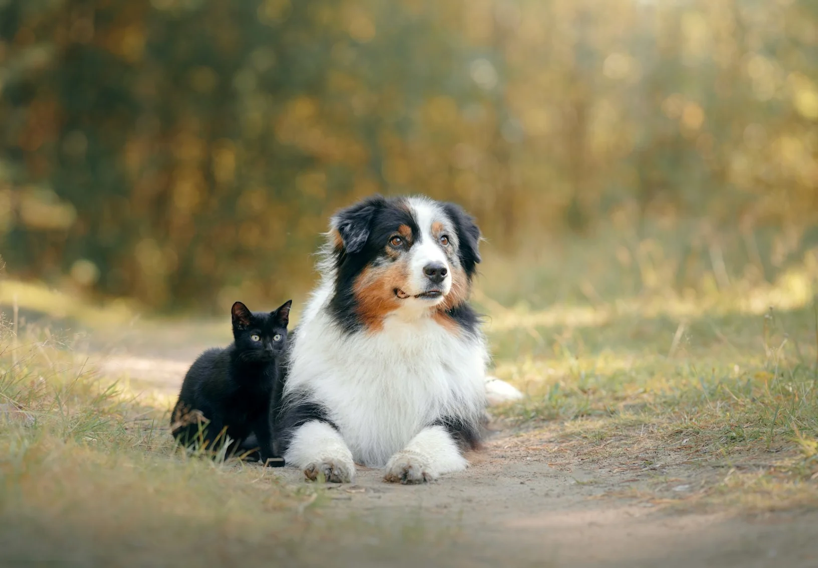 Dog and cat sitting in the outdoors  Dog and cat sitting in the outdoors