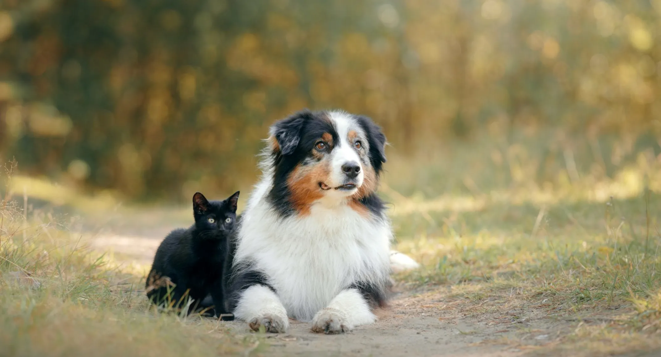 Dog and cat sitting in the outdoors Dog and cat sitting in the outdoors