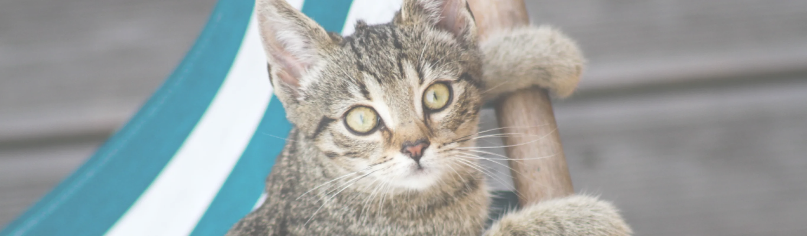 Cat holding on to the side of a hammock looking at the camera Cat holding on to the side of a hammock looking at the camera