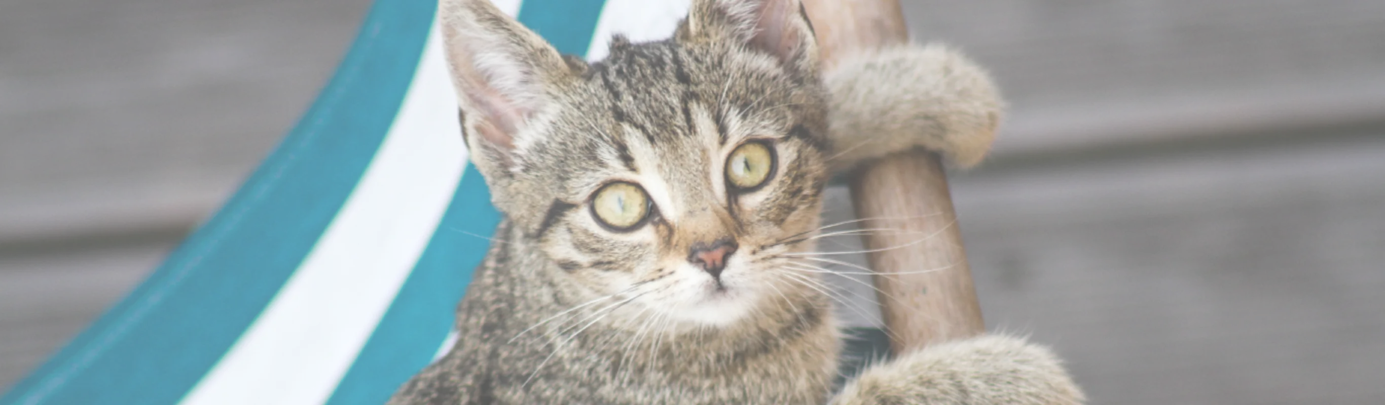 Cat holding on to the side of a hammock looking at the camera 