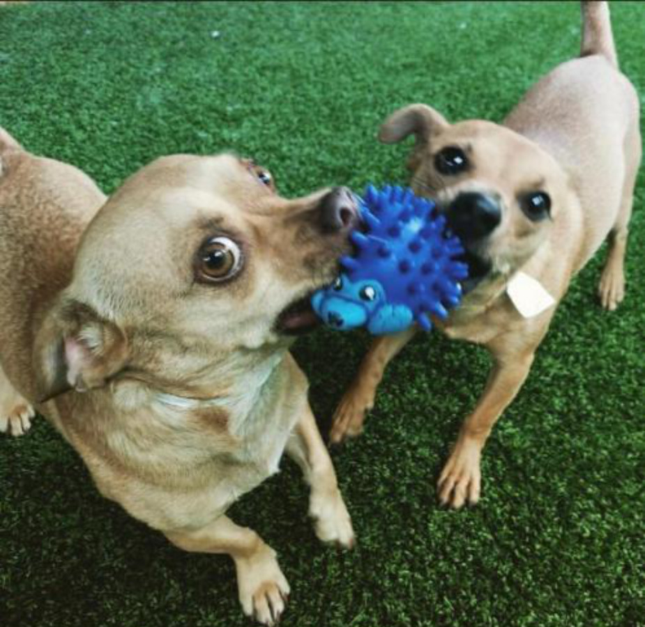 Cody the dog and Diego the dog Biting On Chew Toy