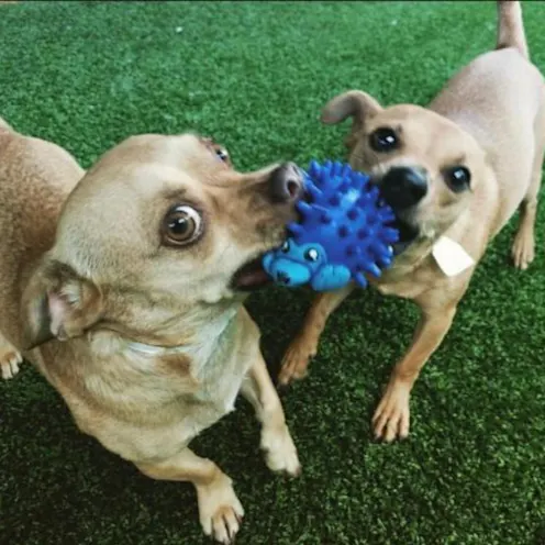 Cody the dog and Diego the dog Biting On Chew Toy Cody the dog and Diego the dog Biting On Chew Toy