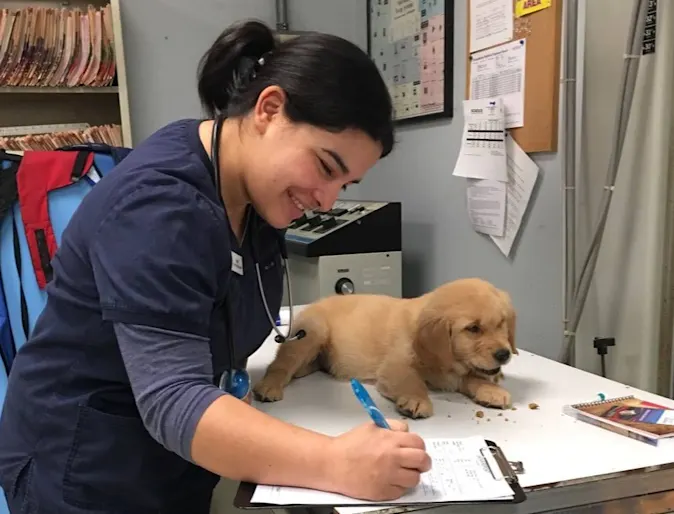 Izzel giving a small golden retriever puppy treats after an examination Izzel giving a small golden retriever puppy treats after an examination