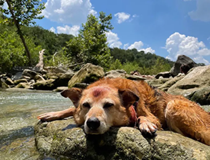 A dog taking a nap on the edge of a rocky creek