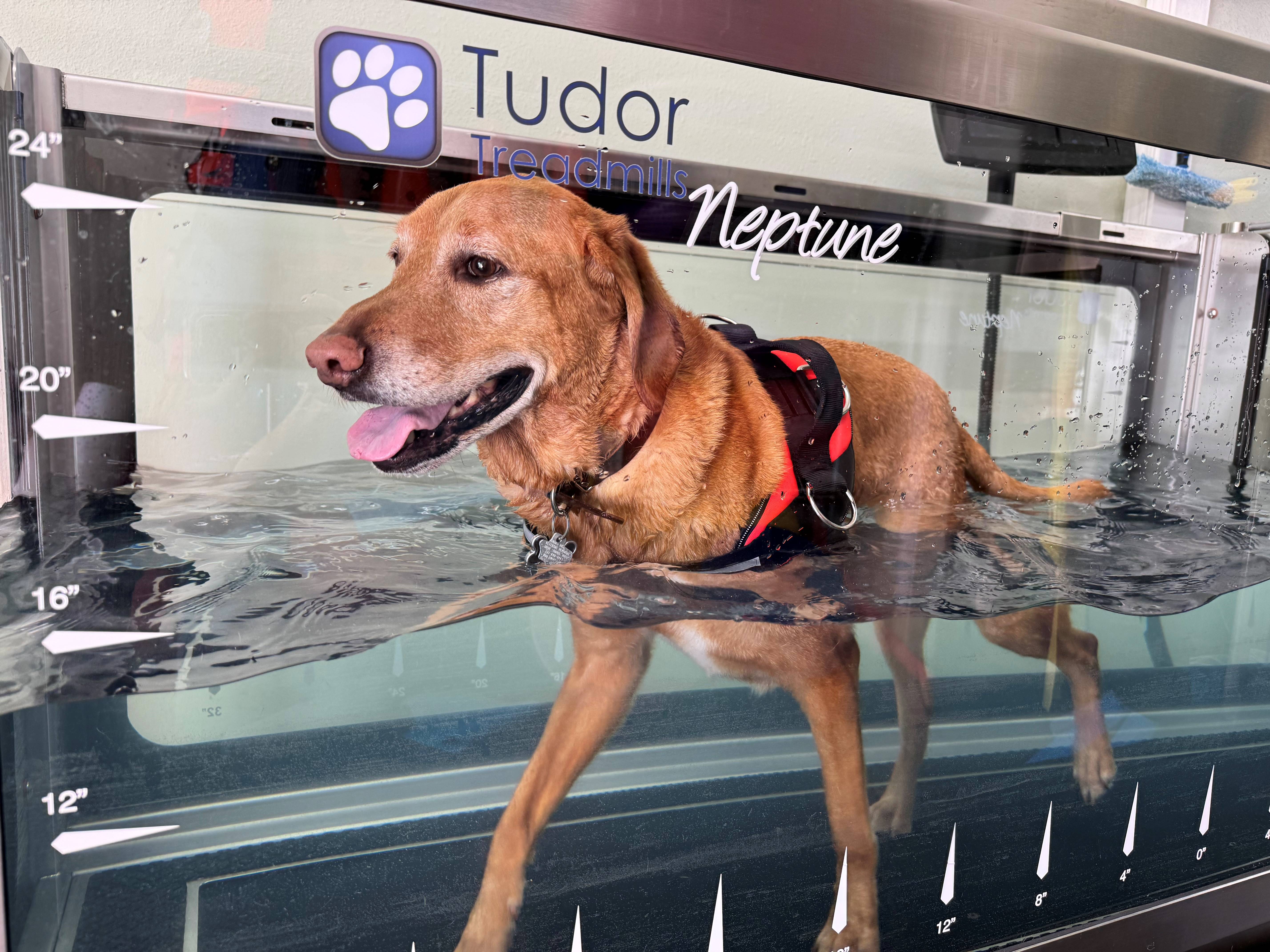 Labrador on Water Treadmill