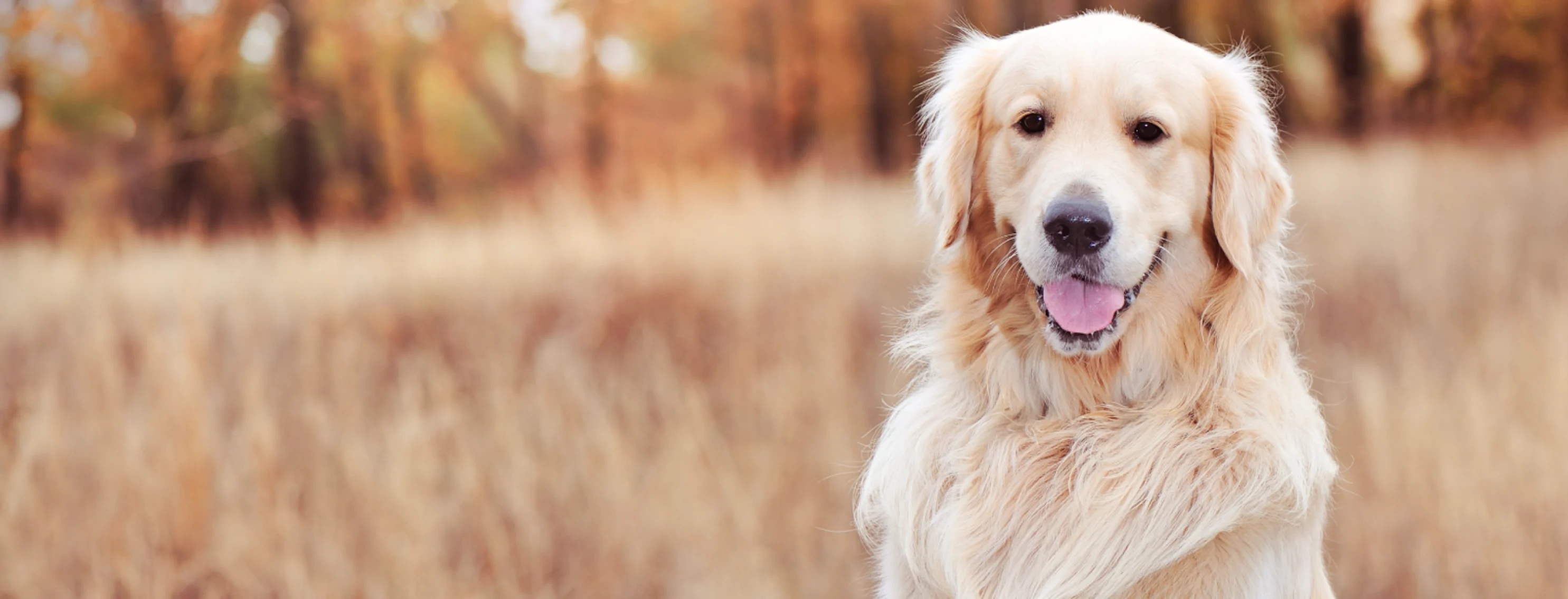 dog in a field