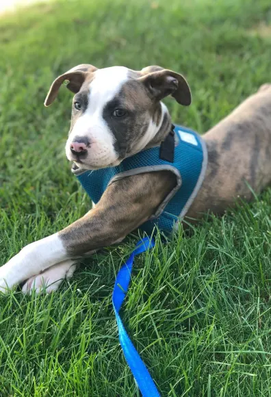 Dog with a harness laying on the grass