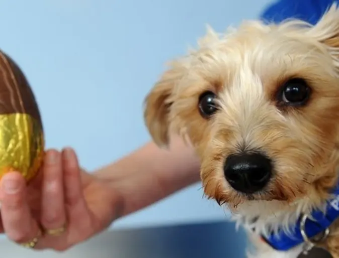 small dog next to egg choccolate small dog next to egg choccolate