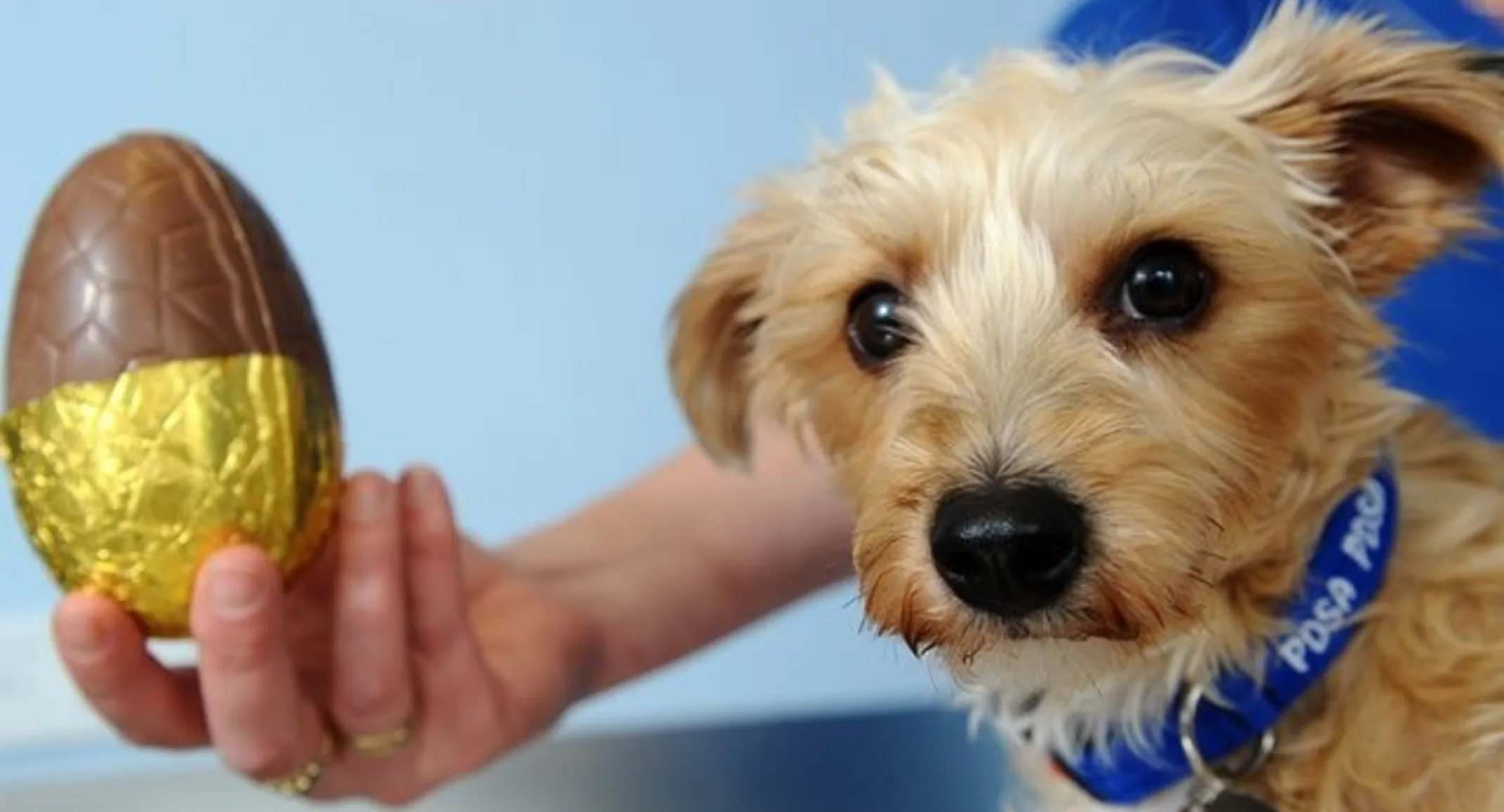 small dog next to egg choccolate small dog next to egg choccolate