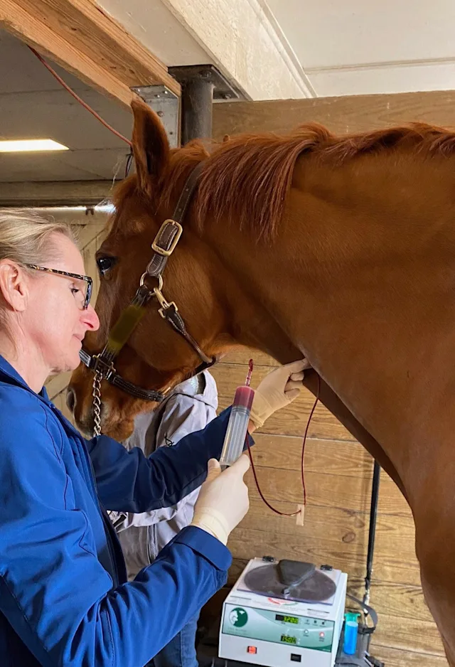 Veterinarian performing PRP therapy on a horse Veterinarian performing PRP therapy on a horse