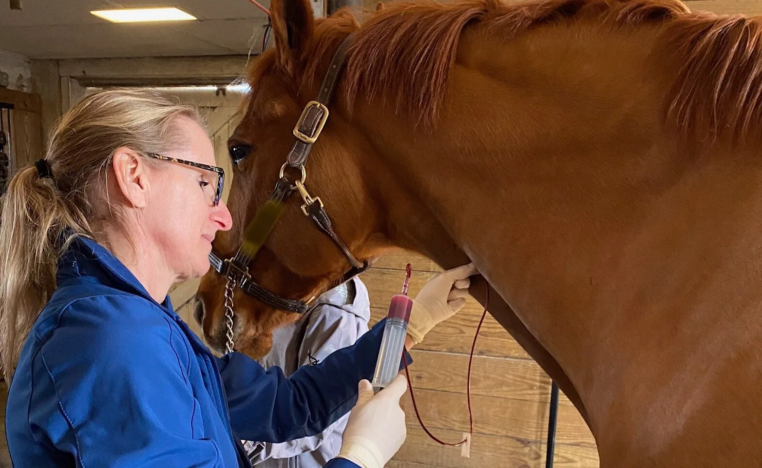 Veterinarian performing PRP therapy on a horse Veterinarian performing PRP therapy on a horse