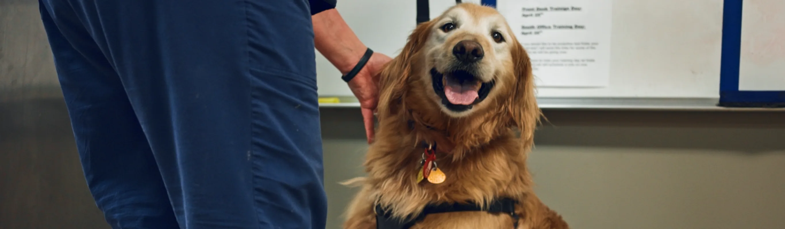 Smiling Golden Retriever at Foothills Veterinary Hospital