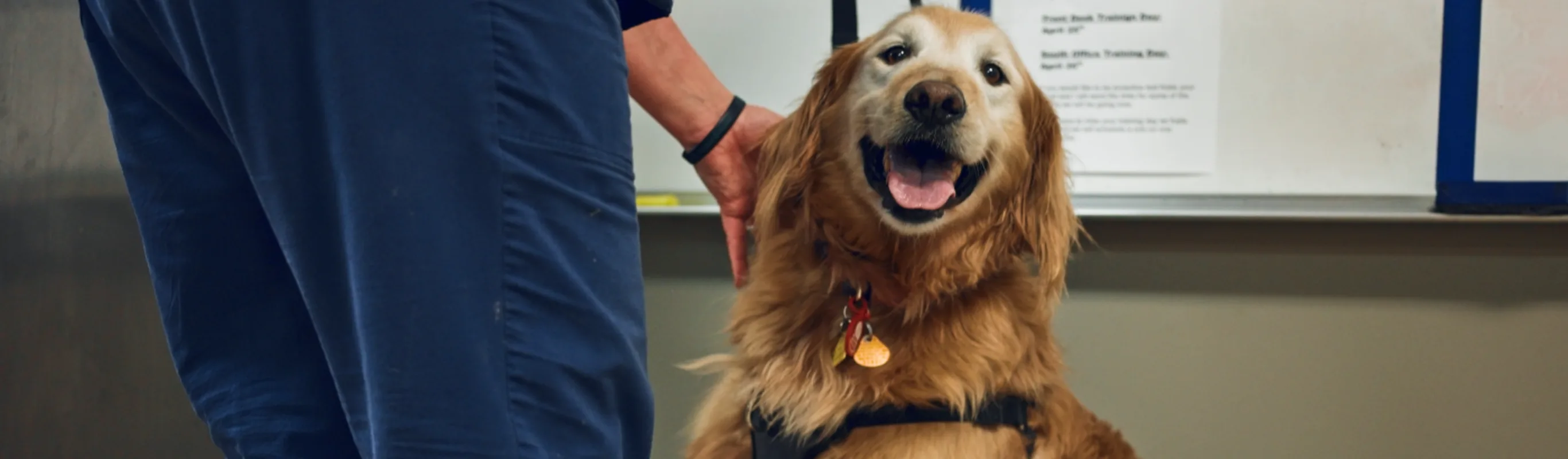 Smiling Golden Retriever at Foothills Veterinary Hospital Smiling Golden Retriever at Foothills Veterinary Hospital