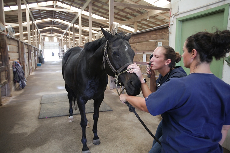 Two staff members of Retama Equine Hospital examining a black horse in a large stable