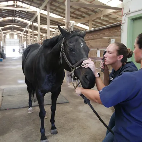 Two staff members of Retama Equine Hospital examining a black horse in a large stable