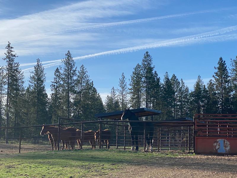 horses in pasture