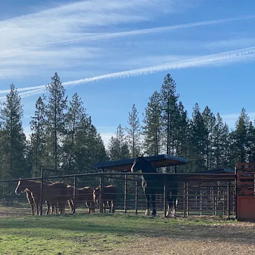 horses in pasture horses in pasture