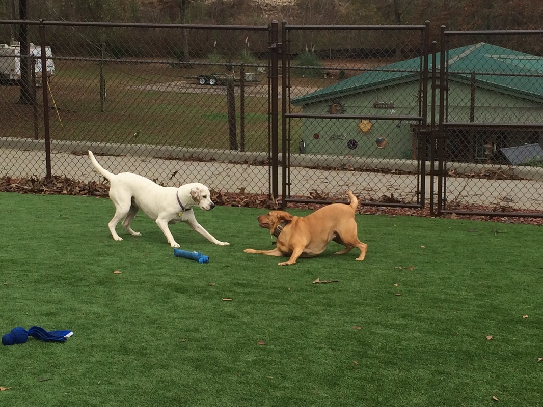 Two dogs playing with a frisbee on grass