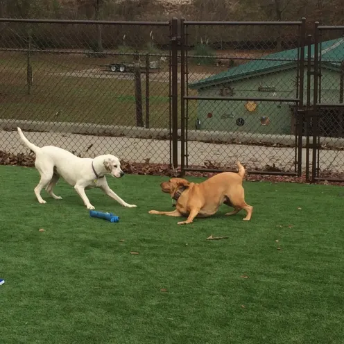 Two dogs playing with a frisbee on grass