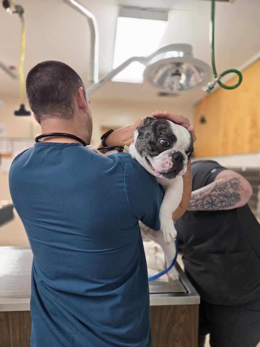  Boston Terrier Being Examined