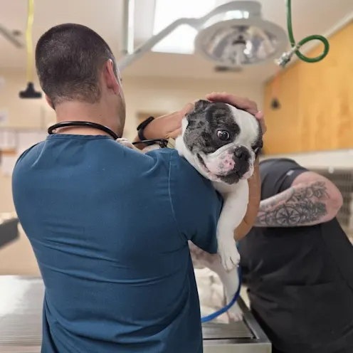 Boston Terrier Being Examined  Boston Terrier Being Examined