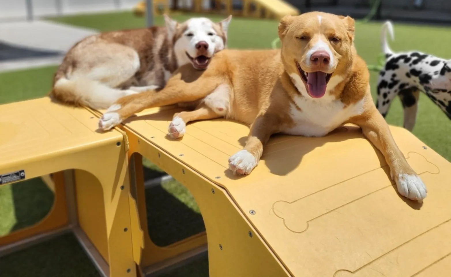 Dogs Walking Playground at K9s Only