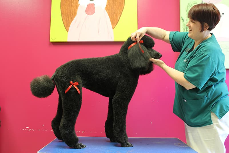 Large black poodle with two red bows being placed on fur by groomer