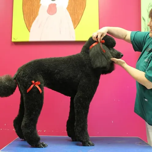 Large black poodle with two red bows being placed on fur by groomer